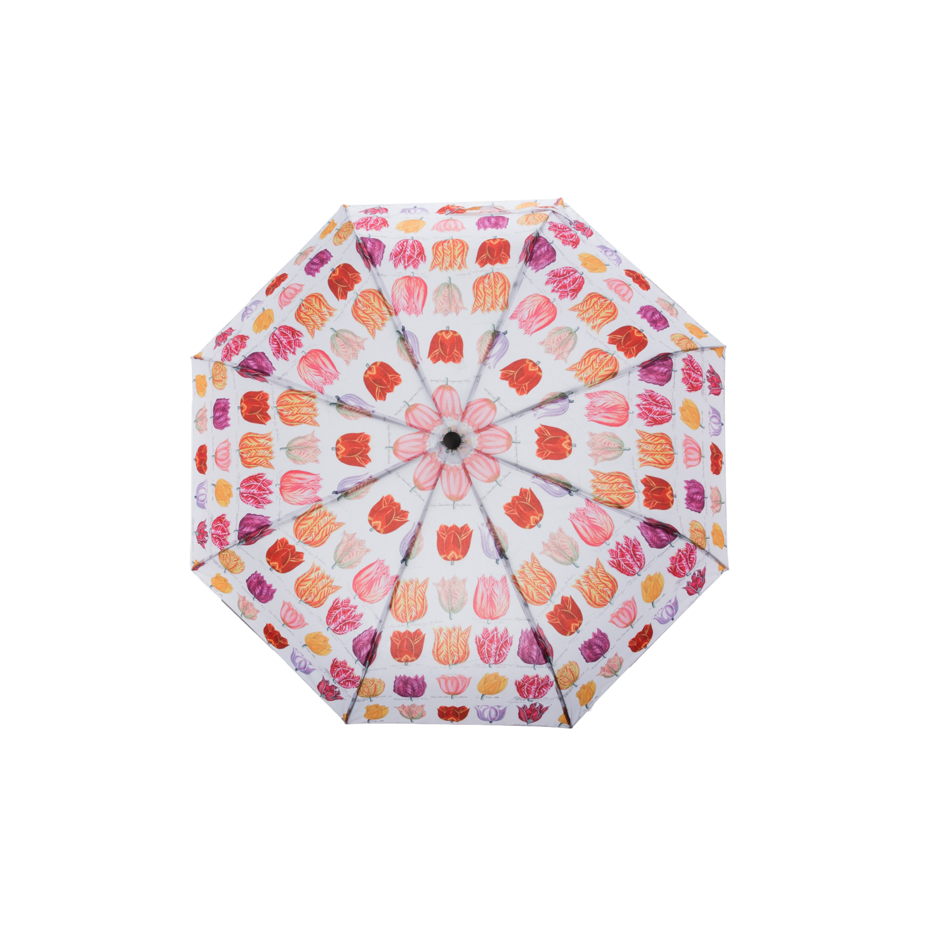 Umbrella