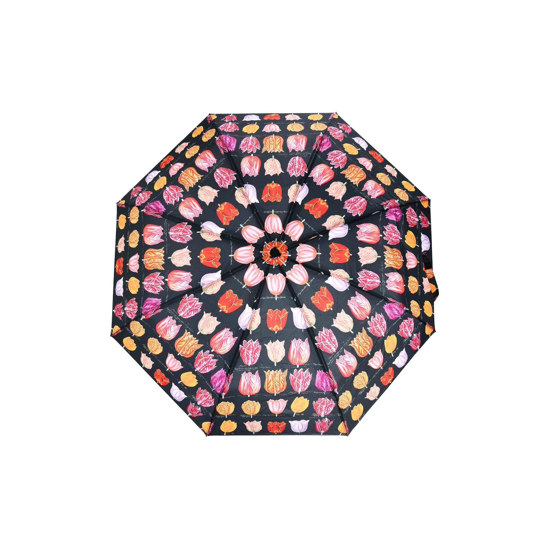 Umbrella