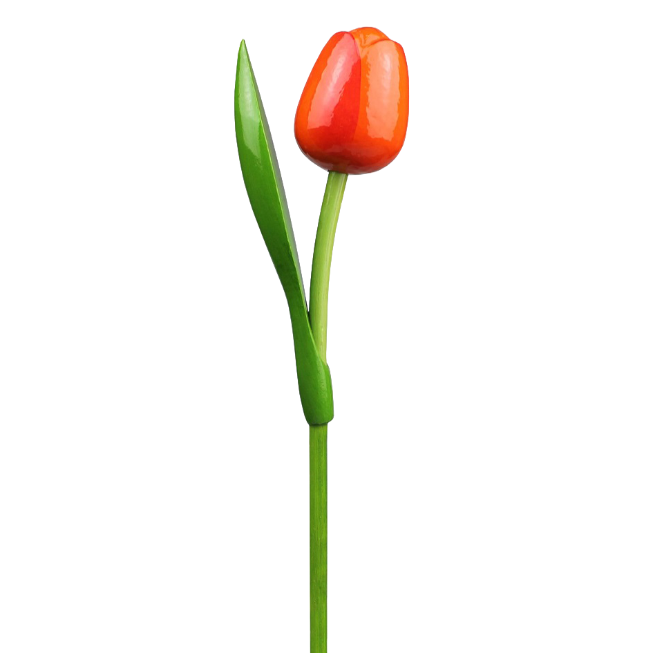 Tulp hout 30cm