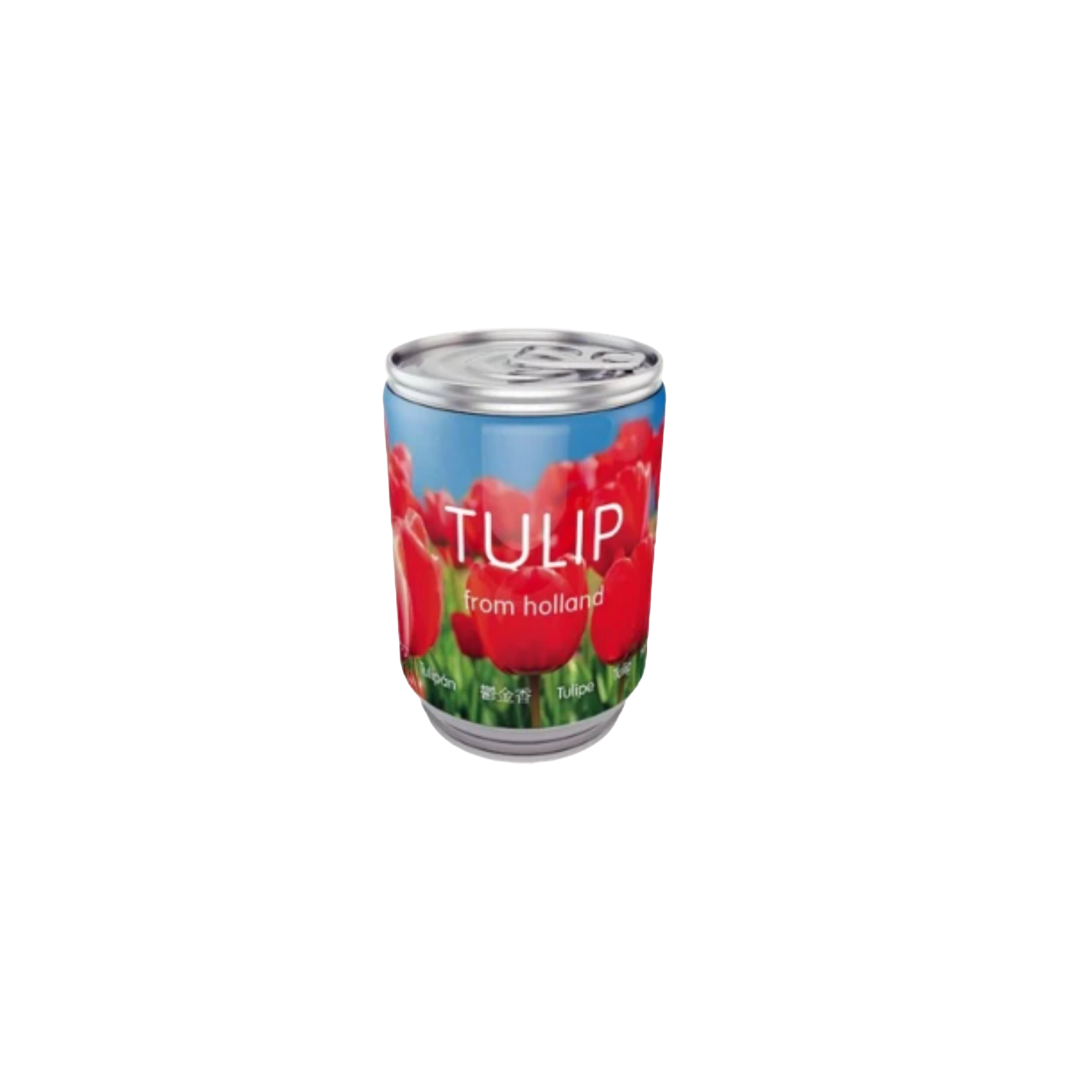 Tulpenbollen in blikje