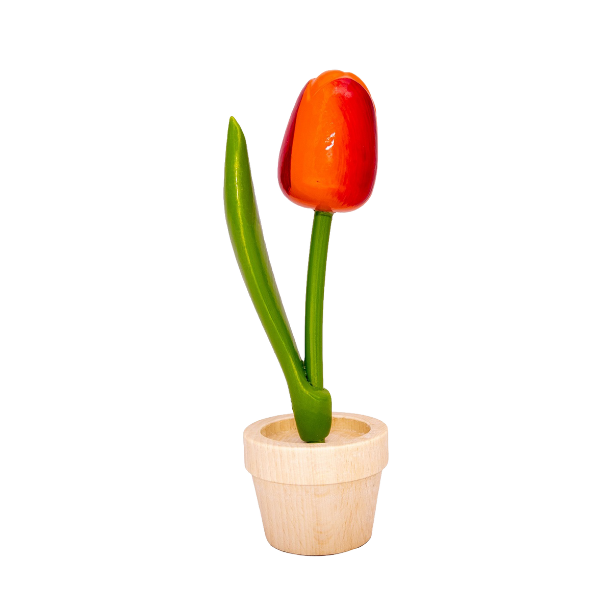 Tulp in pot